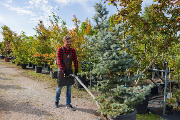 Professional Tree Removal and Landscaping Services in Allendale, CA